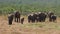 African elephant herd walking in heat haze