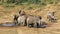 African elephant herd at a waterhole, Addo Elephant National Park, South Africa