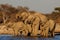 African elephant herd on a waterhole, etosha nationalpark, namibia