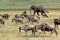 African elephant and herd of wildebeest