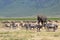 African elephant and herd of wildebeest