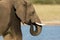 African elephant, Hwange National Park, Zimbabwe