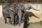 African elephant and Indian elephants