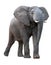 African Elephant - Isolated