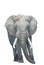 African elephant isolated white background