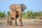 African elephant and its calf traverse the warm, golden sands of the savannah