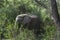 African Elephant in the jungle