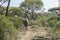 African Elephant in the jungle