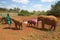 African Elephant keeper with Adopted Baby African Elephant at the David Sheldrick Wildlife Trust in Nairobi, Kenya