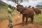 African Elephant keeper feeding milk to Adopted Baby African Elephants at the David Sheldrick Wildlife Trust in Tsavo national Par