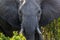 African elephant in Kenia, Elefante Africano, safari, Africa, wild animal, wild life, wild nature,