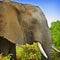 African Elephant, Kenya