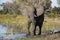 African Elephant - Khwai River - Botswana