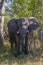 African Elephant - Khwai River - Botswana