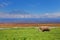 African elephant with Kilimanjaro in background