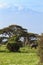 African elephant. Kilimanjaro landscape. Kenya, Africa