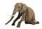 African elephant kneeling, performing, isolated