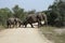 African Elephant Kruger National Park