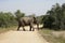 African Elephant Kruger National Park