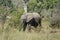 African Elephant Kruger National Park