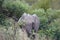 African Elephant Kruger National Park alone in the wilderness