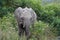 African Elephant Kruger National Park alone in the wilderness