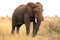 African elephant. Kruger National Park. South Africa. Safari.