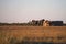 African Elephant Kruger National Park wilderness at the Watertank