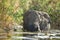African Elephant in lagoon