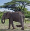 African Elephant in Lake Manyara, Tanzania