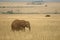 African elephant landscape