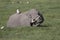 An African elephant with large thin tusks which feeds in the swamp and with it near by Egyptian herons