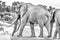 African elephant with large tusks crossing a road. Monochrome