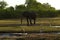 African Elephant & Large Wader Birds
