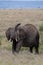 African elephant lifts trunk in the Masai Mara, Kenya