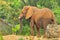 African Elephant In Light Rain