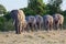 African Elephant Line-up Walking To Water