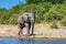 African elephant -  loner