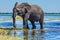 African elephant - loner