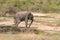 African Elephant Loxodonta africana