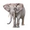 African elephant, Loxodonta africana