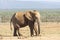 African elephant Loxodonta africana at Addo Elephant National Park, Eastern Cape, South Africa walking through dried turds