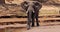 African Elephant, loxodonta africana, Adult drinking at River, Samburu Park in Kenya,