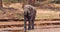 African Elephant, loxodonta africana, Adult drinking at River, Samburu Park in Kenya,