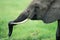 African Elephant, loxodonta africana, Adult drinking Water, Masai Mara Park in Kenya