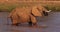 African Elephant, loxodonta africana, Adult drinking Water at River, Samburu Park in Kenya,