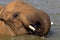 African Elephant, loxodonta africana, Adult having Bath in River