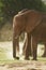 African Elephant, loxodonta africana, Adult having Dust Bath, Samburu Park in Kenya