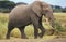 AFRICAN ELEPHANT loxodonta africana, ADULT MALE, KENYA