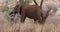 African Elephant, loxodonta africana, Adult in savannah, Eating, Tsavo Park in Kenya, Real Time